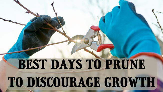 best days to prune to slow growth, hands in blue gloves using pruning shears