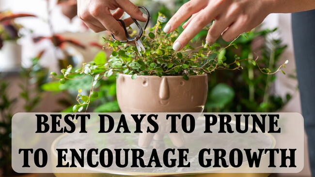 best days to prune to encourage growth, hands pruning a house plant