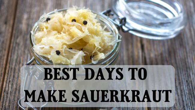 best days to sauerkraut
