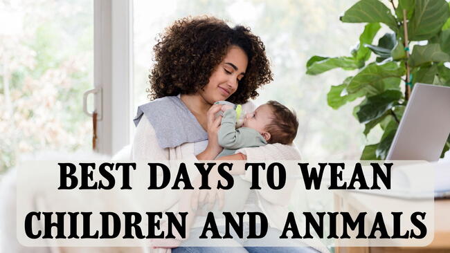 best days to wean children and animals, woman feeding a baby a bottle