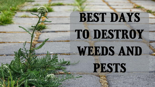 best days to destroy weeds and pests