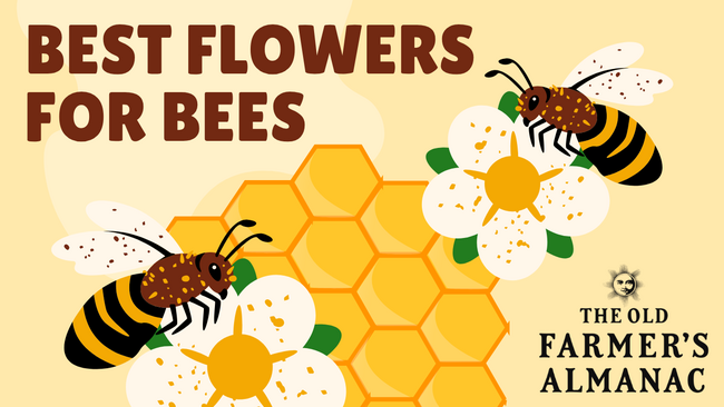 Best flowers for bees