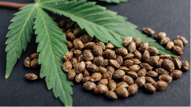 A close-up of cannabis seeds with a fresh cannabis leaf resting on top