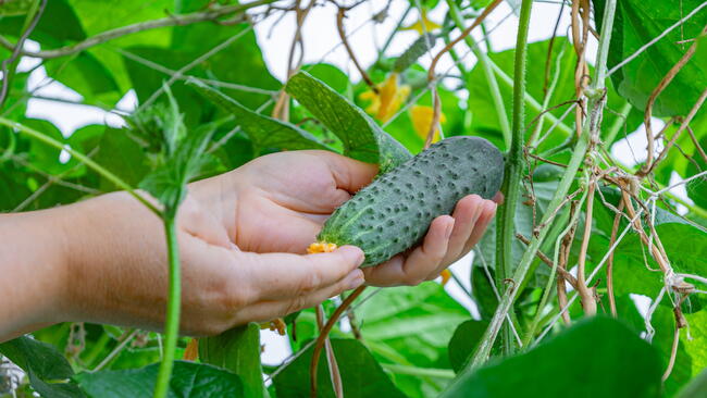 Cucumber Companion Plants