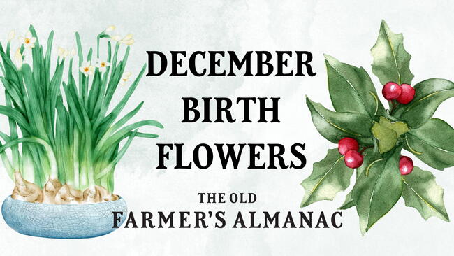 December Birth Flowers: Holly and Narcissus 
