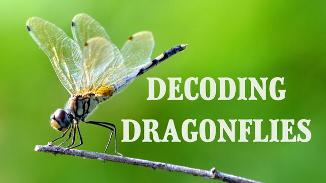 dragonfly on a stick, decoding dragonflies