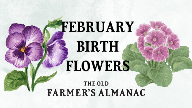 February Birth Flowers: Violets and Primroses