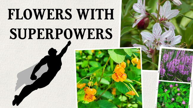 flowers with superpowers with superhero graphic
