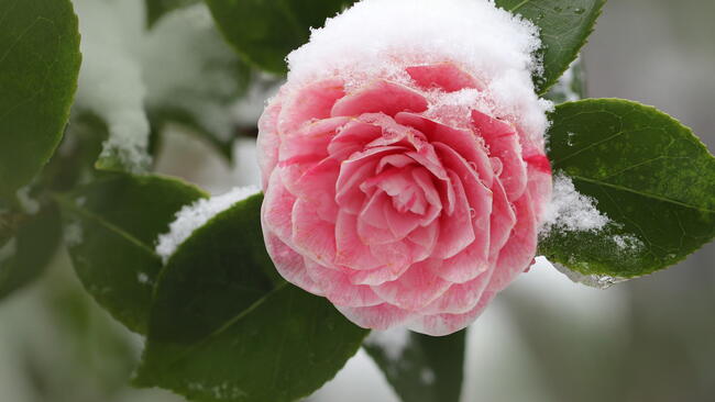 Flowers That Bloom in Winter