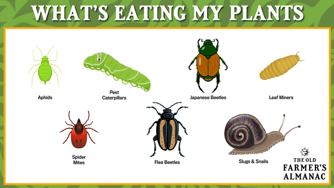 whats eating my plants graphic with aphids, snails, japanese beetles and more
