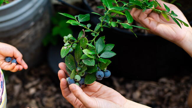 Harvesting fresh blueberries from a container