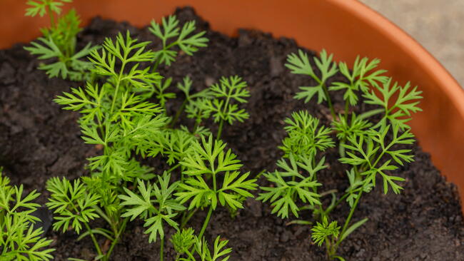 Carrot seedlings growing in terracotta pot