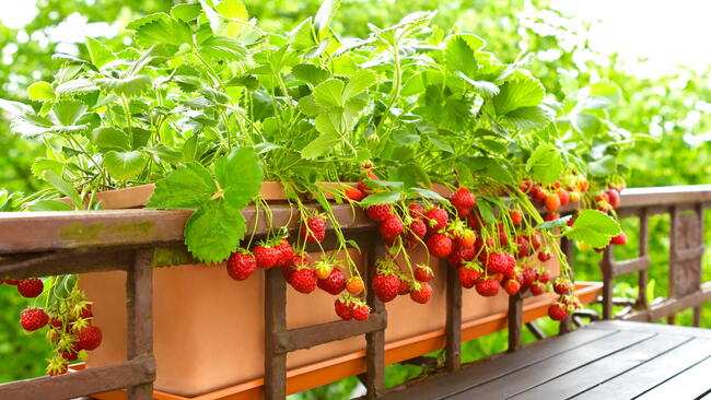 Strawberries growing in a balcony container