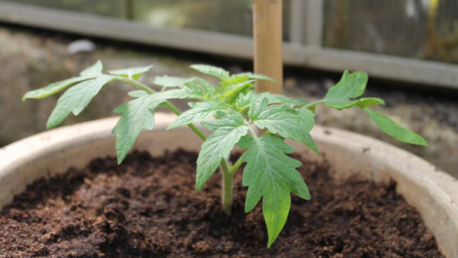 Growing Tomatoes in Containers and Pots Feature Image