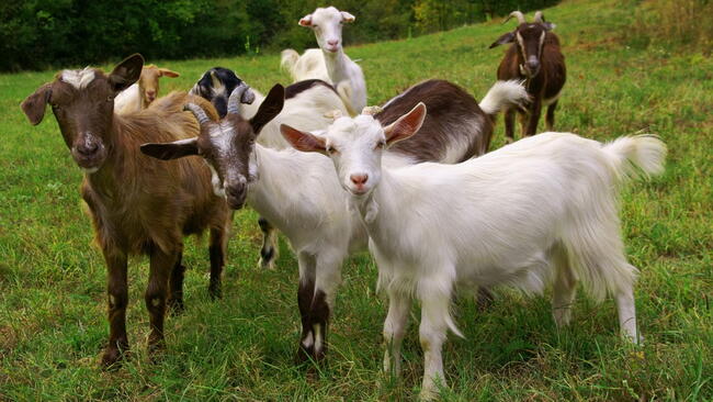Raising Dairy Goats