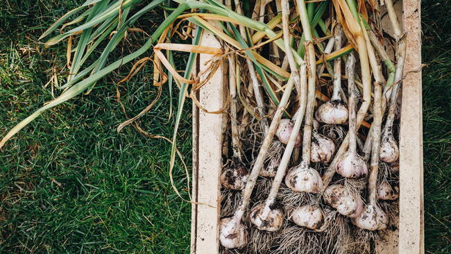 How to Plant and Grow Garlic in Containers Feature Image