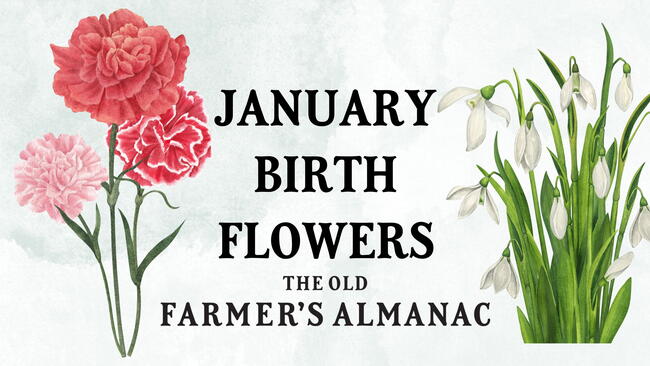 January Birth Flowers: Carnations and Snowdrops