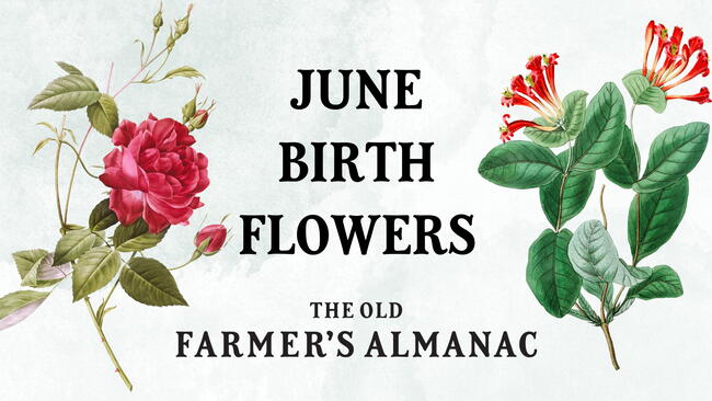 June Birth Flowers: Roses and Honeysuckles