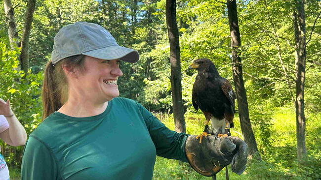 A Harris’s hawk perches on Jenn Keating’s glove.