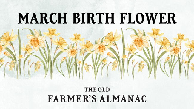 March Birth Flower: Daffodils