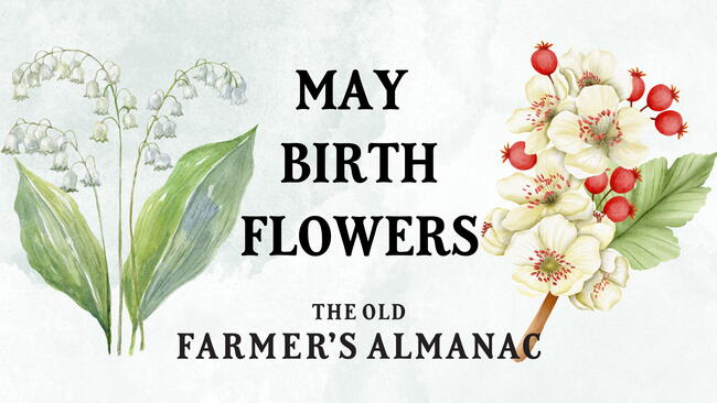 may birth flowers, lily of the valley and hawthorn illustrations on a watercolor background