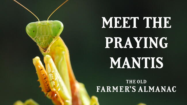 meet the praying mantis, mantid