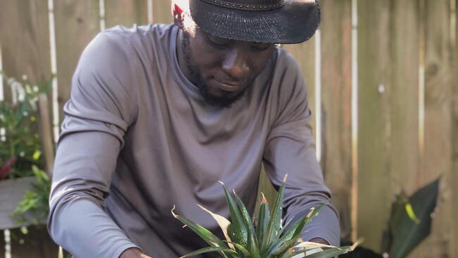 garden marcus, man with a pineapple