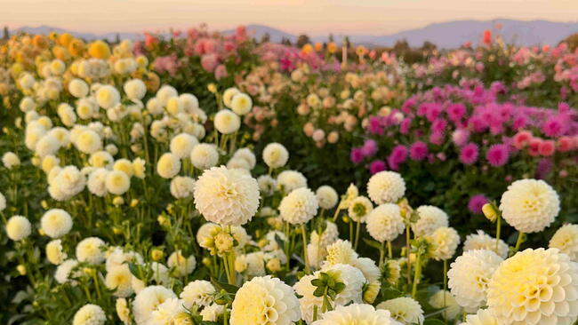 Field of blooming dahlias in mixed colors at sunset
