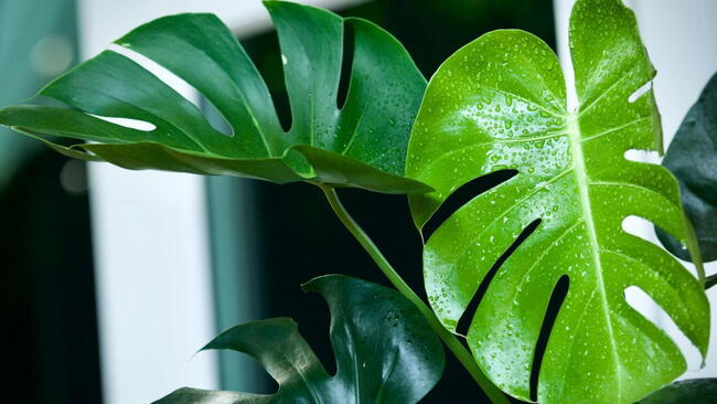 Monstera