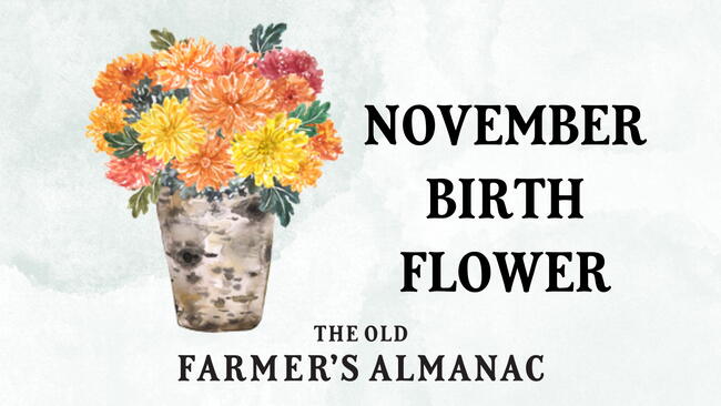 November Birth Flower: Mums