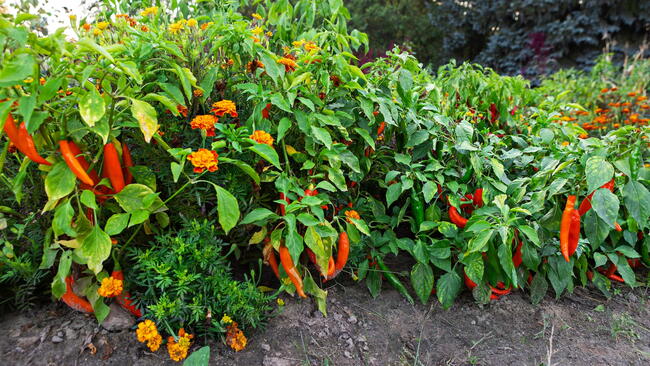 Pepper Companion Plants Hero Image