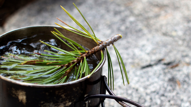 Pine needle tea cup 