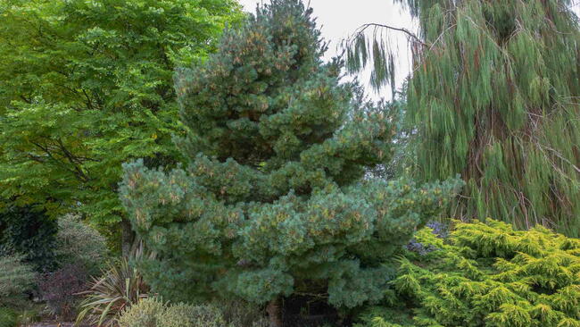 Dwarf Eastern white pine with blue-green needles growing in a residential garden