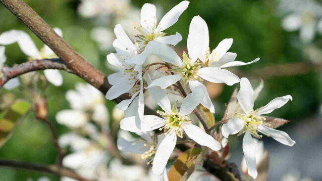 branch of Amelanchier lamarckii with white flowers