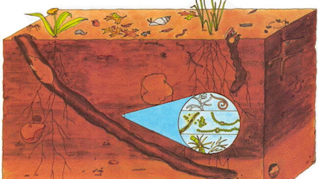 Soil is Alive