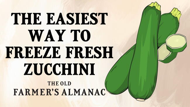 freezing fresh zucchini. zucchini illustration.