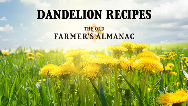 dandelion recipes, how to cook dandelions, dandelions in a field.