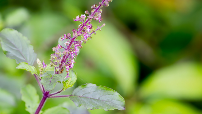 Holy Basil plant