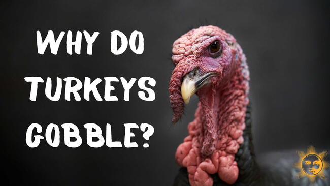 Strutting Tom Turkey, in the suburbs of Philadelphia, Pennsylvania PA urban / suburban wildlife. Turkey trivia. Why do Turkeys gobble?
