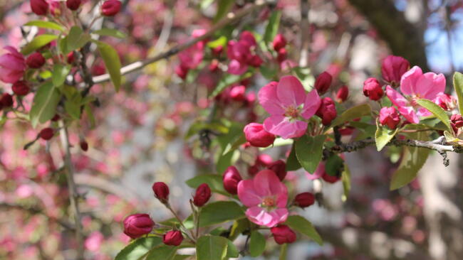 crabapple tree with pink flowers on it