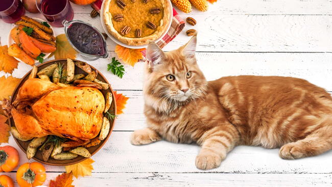 cat lying on thanksgiving table with turkey and pumpkin pie