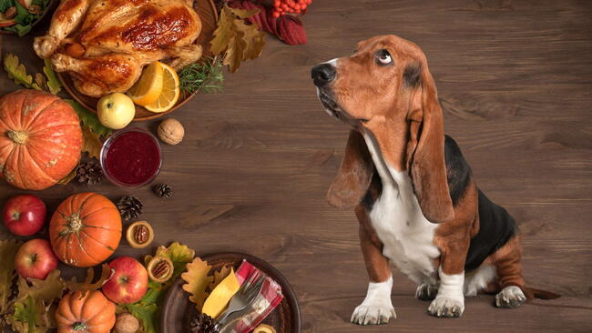 basset hound looking at thanksgiving dinner with turkey and pumpkins, can dogs eat your feast
