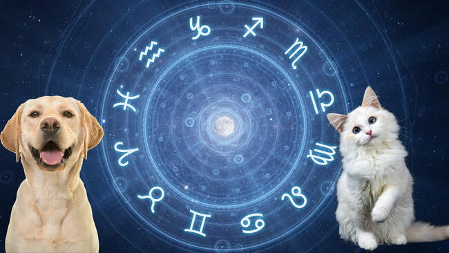 pet zodiac signs, which star sign is your dog and cat. golden retriever and long haired cat