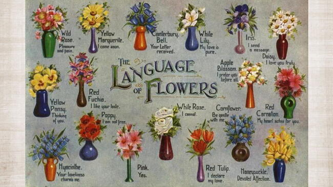 the language of flowers, what flowers mean, Illustrated postcard. Printed in England/The Regent Publishing Co Ltd.