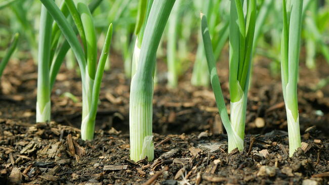 Onion spring sibies scallion stem stalk Allium cepa thick bulb common organic plant young vegetables sprout grows ground bio farmer farming agricultural garden fresh, organically grown organic