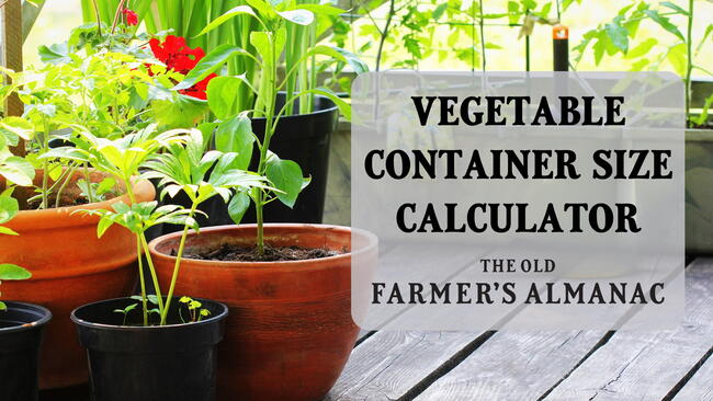 Vegetable Container Size Chart Feature Image