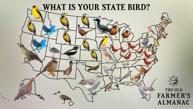 50 State Birds
