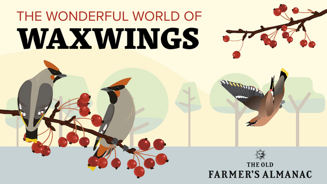the wonderful world of waxwings with three illustrated cedar waxwing birds