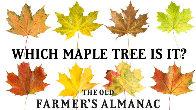 Maple Tree Leaves