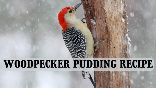 woodpecker in the snow, pecking at a tree, woodpecker pudding recipe.